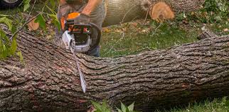 Best Tree Mulching  in Westmont, IL