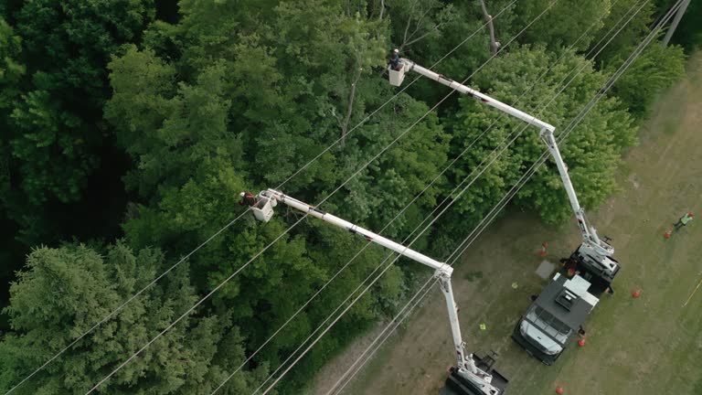 Best Palm Tree Trimming  in Westmont, IL